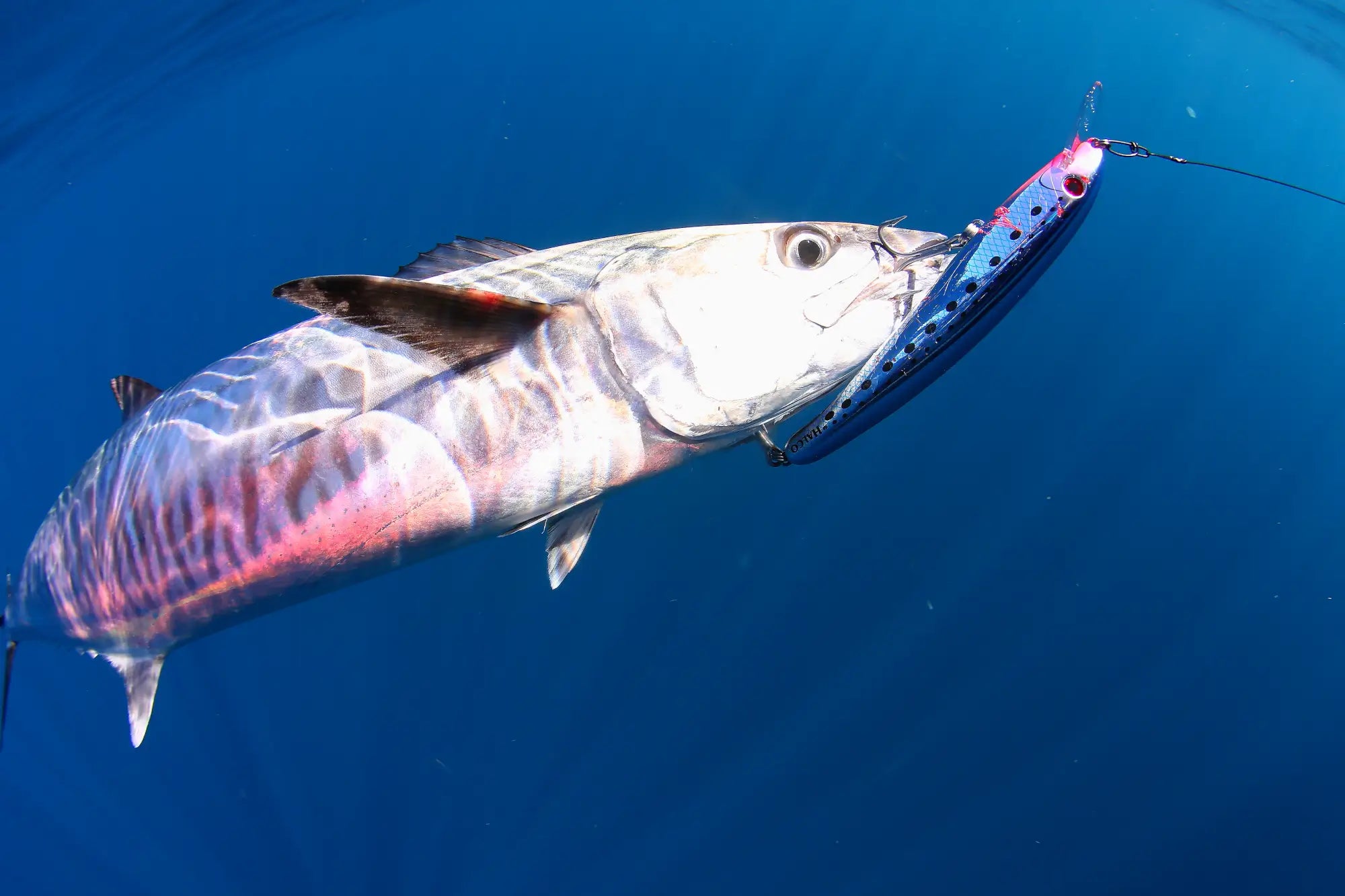 Halco - Laser Pro – tagged 